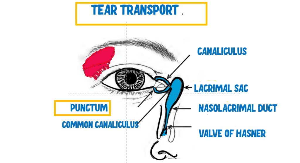 Anatomy of lacrimal apparatus ( tear system of eye)
