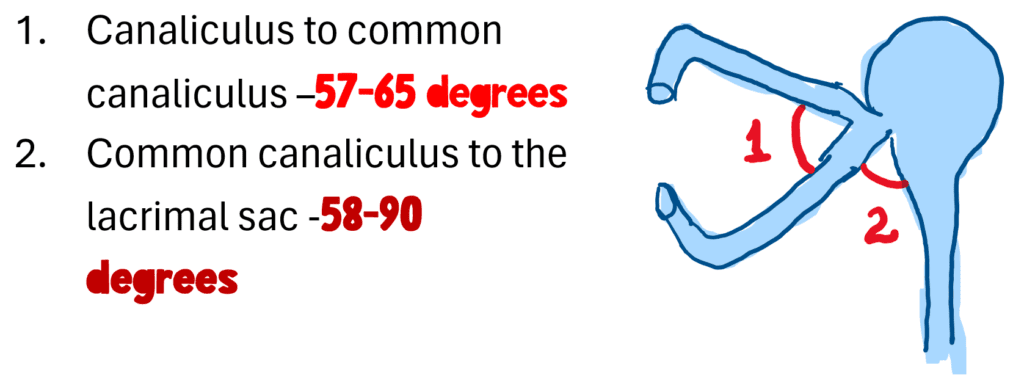 angle between canaliculus and common canaliculus