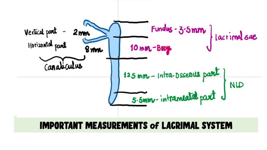 measurements of lacrimal apparatus