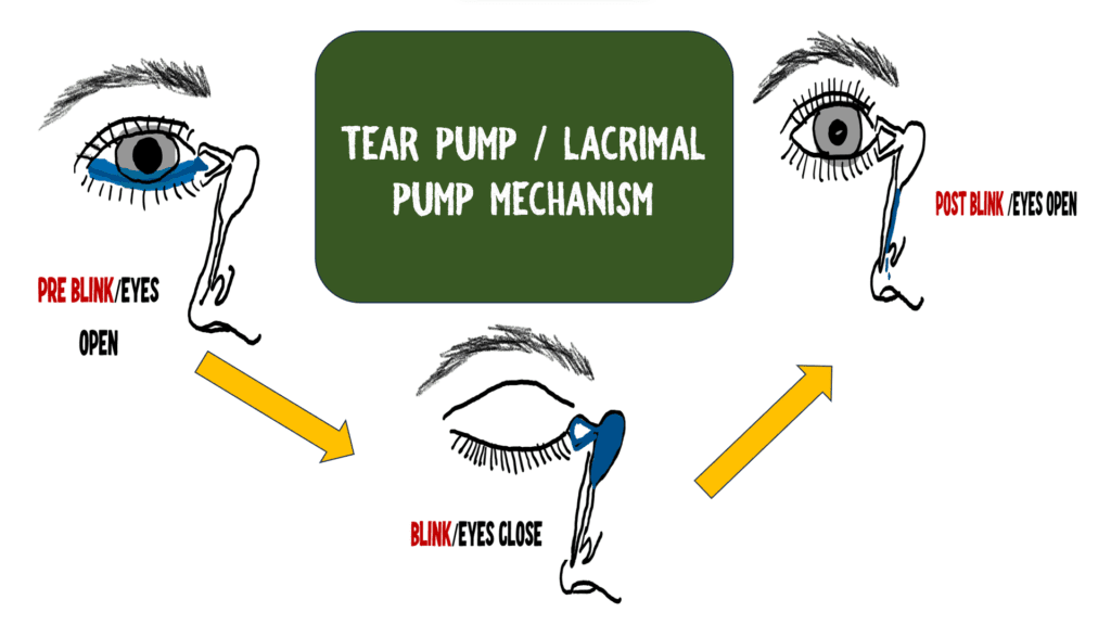 lacrimal pump mechanism