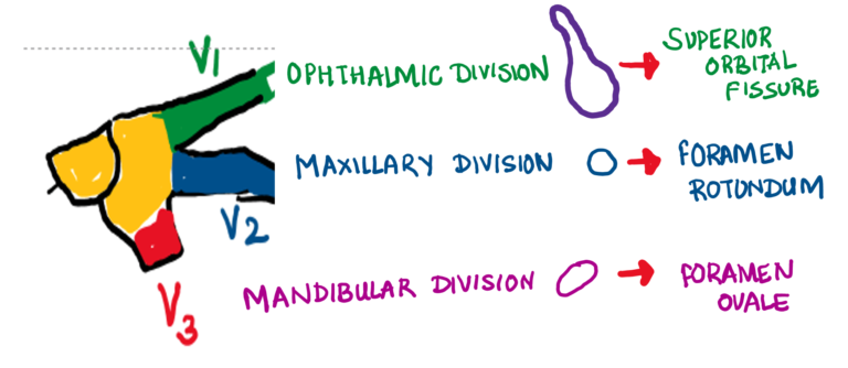 Schematic diagram showing the division of the trigeminal nerve , ophthalmic divison , maxillary division and mandibular division. ophthalmic division . ophthalmic division enters through the superior orbital fissure, maxillary division enters through foramen rotundum, mandibular division enters through foramen ovale.