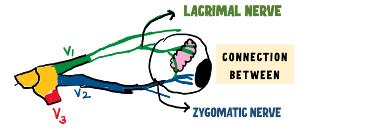 Image showing sensory nerve supply of lacrimal gland . Lacrimal nerve and zygomatic nerve