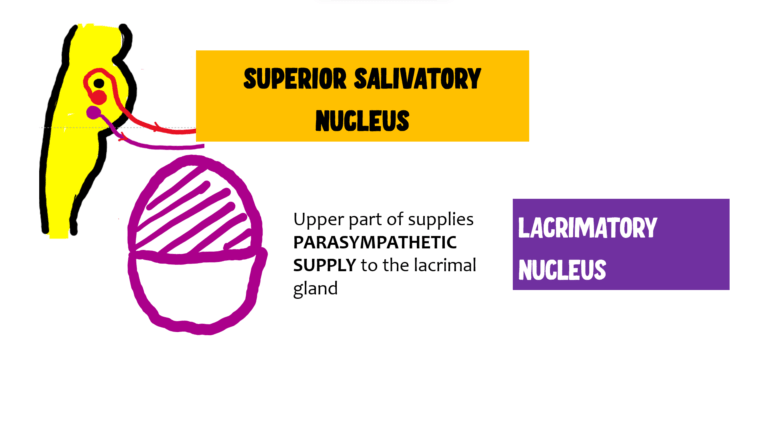 image of superior salivatory nucleus and lacrimatory nucleus