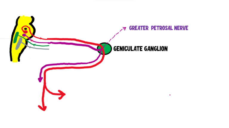 image showing formation of greater petrosal nerve