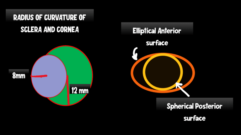 image of important corneal dimensions. The image depicts the radius of curvature of cornea and radius of curvature of sclera. It also depicst the elliptical anterior surface of cornea and spherical posterior surface of cornea.