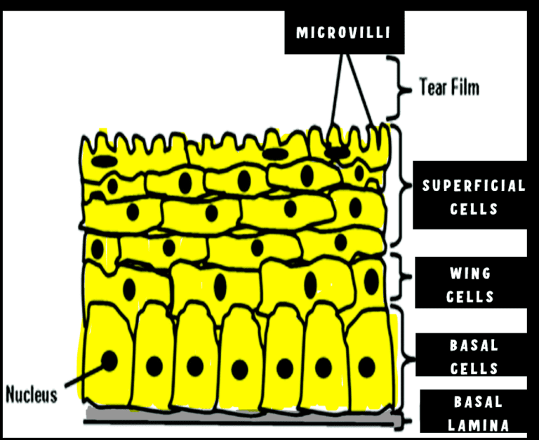 image of different types of cells in corneal epithelium. image also depicts the superficial cells, wing cells, basal cells and basal lamina of epithelium of cornea