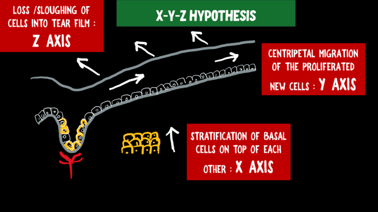 image showing the X-Y-Z hypothesis of corneal regeneration