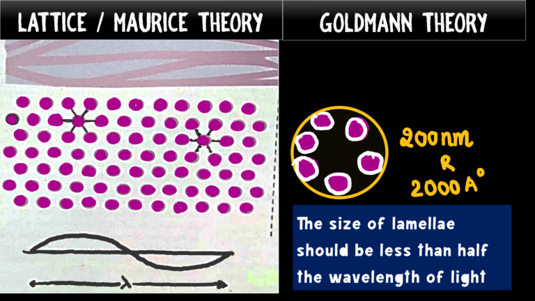 image showing maurice/lattice theory and goldmann theory of corneal stromal fibres arrangement