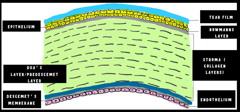 imagee showing the layers of the cornea.it shows epithelium, stroma, bowmans membrane, descemets ,duas layer and endothelium