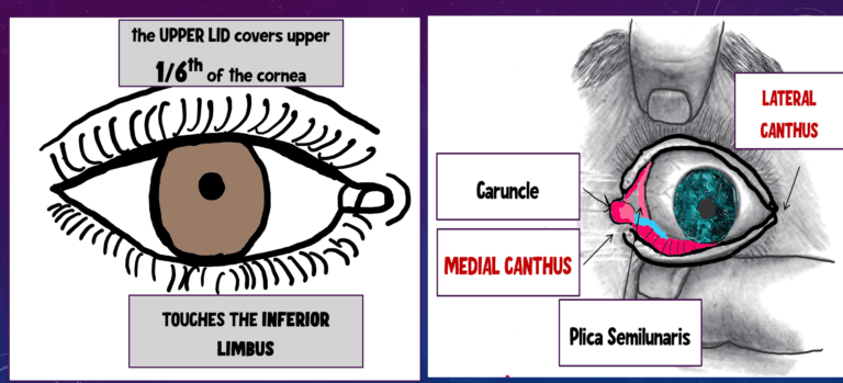 this image desribes the gross anatomy of the eyelid. the normal position of the eyelids