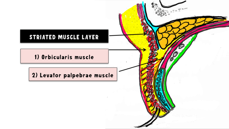 image depicted the straited muscle layer of eyelid. It consists of orbicularis and levator palpebrae superioris