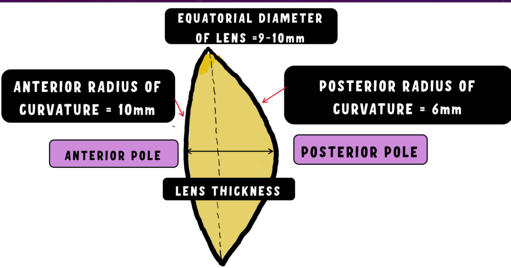 important dimensions of lens, like the lens thickness, equatorial diameter, radius of curvature of anterior and posterior surface of the lens