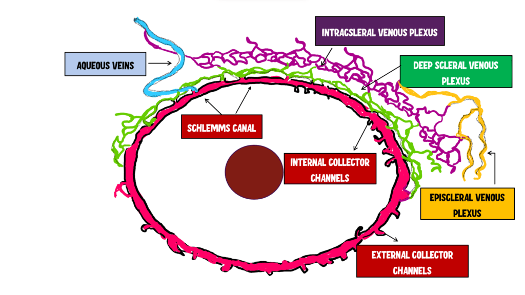 Diagram showing Schlemm’s canal as a continuous 360-degree circular structure connected to internal and external collector channels, draining into deep, intrascleral, and episcleral venous plexuses, with an additional aqueous vein directly linking Schlemm’s canal to the episcleral vein.