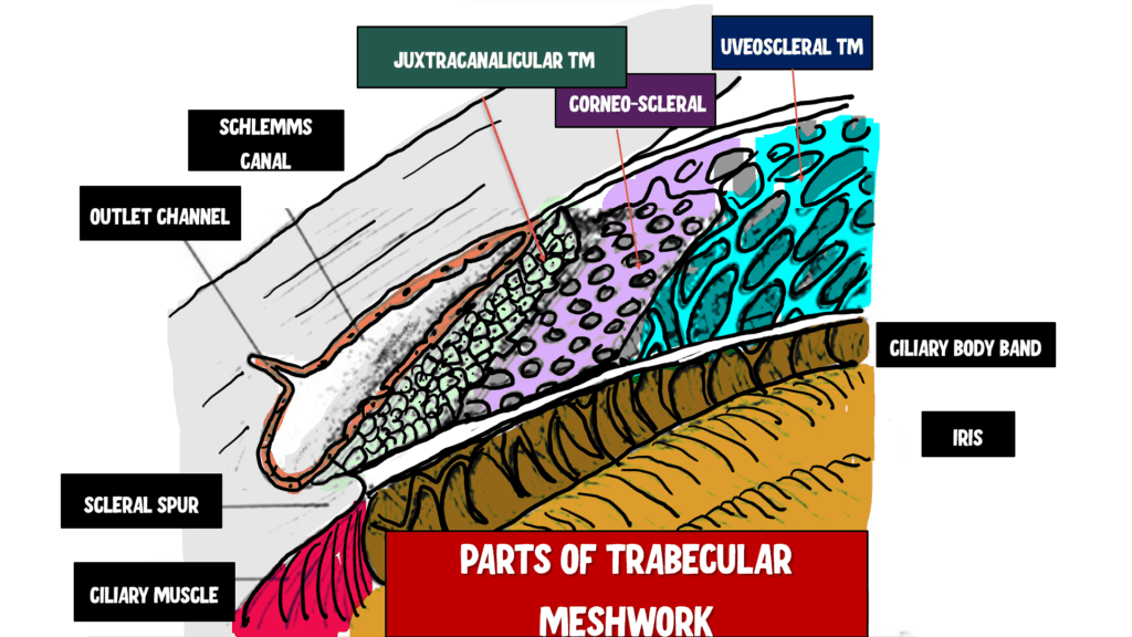 Hand-drawn diagram of trabecular meshwork showing innermost uveal scleral meshwork, intermediate corneoscleral meshwork, and outermost juxtacanalicular meshwork, continuing into Schlemm's canal, with ciliary muscle attachments to juxtacanalicular and corneoscleral regions.