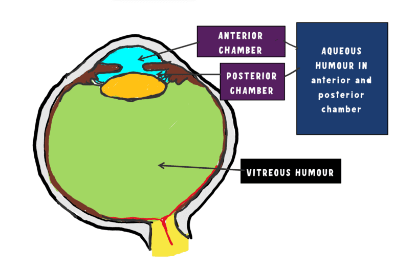 image showing the anterior chamber, posterior chamber and vitreous in the eye
