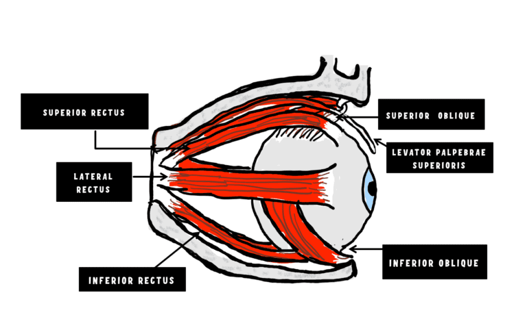 sagital view of the orbit depicting the voluntary extraocular muscles of the human eye namely the rectus muscles and the oblique muscles