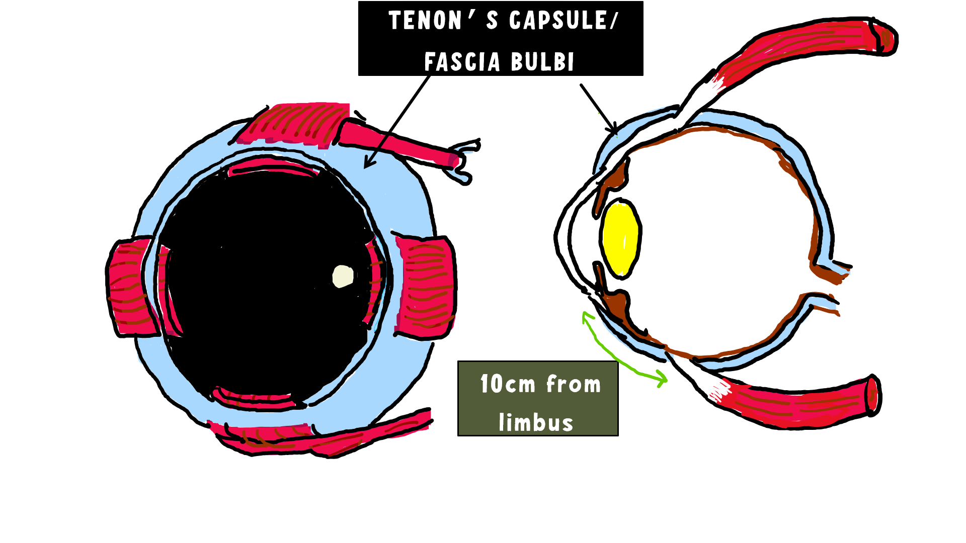 Anatomy Of Extraocular Muscles (EOM): Comprehensive Guide - INSIGHT ...