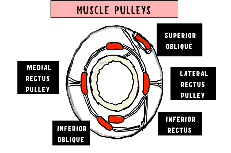 image depicting the muscle pulleys of the extraocular muscle