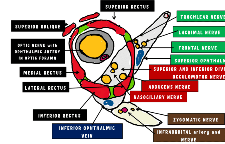 image depicting the three compartments of the superior orbital fissure and its content