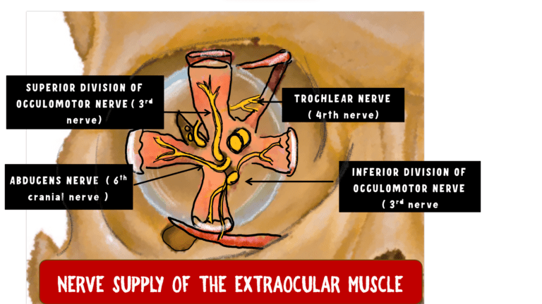 image depicting the nerve supply of the extraocular muscles