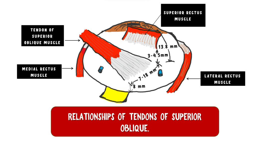 image depicting the important relationships of the superior oblique .