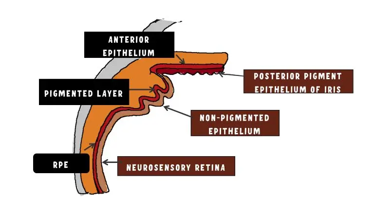 image depicting anterior and posterior continuation of the ciliary epithelium