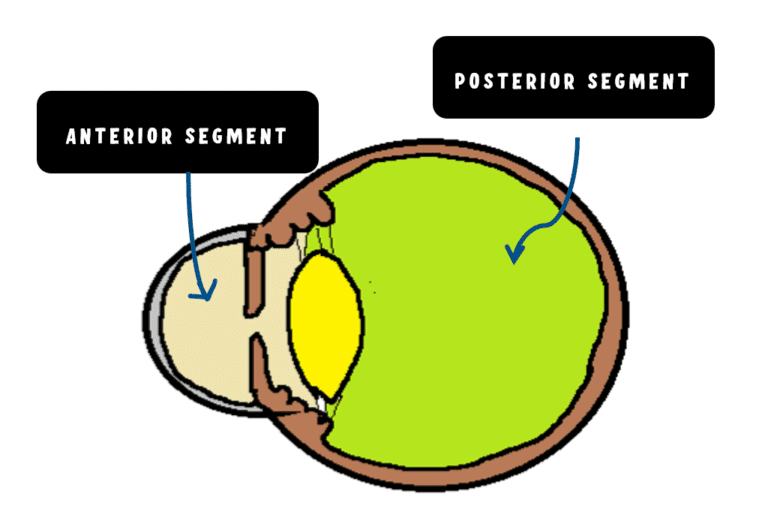 image depicting the anterior segment and posterior segment of eyeball