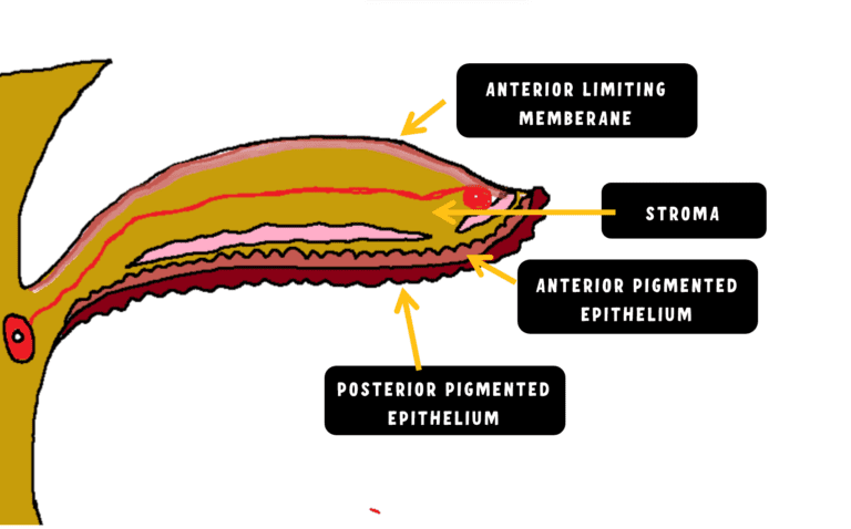 image showing the four layers of iris : anterior epithelial layer, iris stroma, anterior epithelial layer and posterior epithelial layer