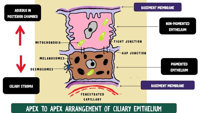 image showing apex to apex arrangement of the bilayer epithelium of the ciliary body