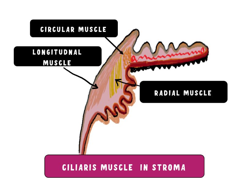 Anatomy Of The Ciliary Body - INSIGHT OPHTHALMOLOGY