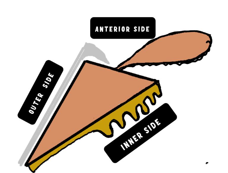 diagram showing the triangular cross section of the ciliary body