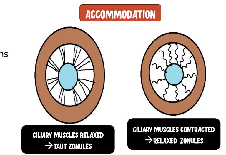 image depicting role of circular muscle fibres in accommodation