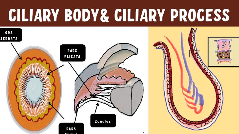 Anatomy Of The Ciliary Body