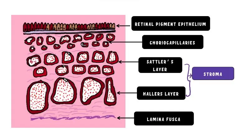 Anatomy Of Choroid