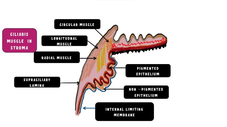 image showing 5 layers of ciliary body