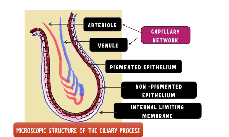 image showing the microscopic structure of the ciliary process