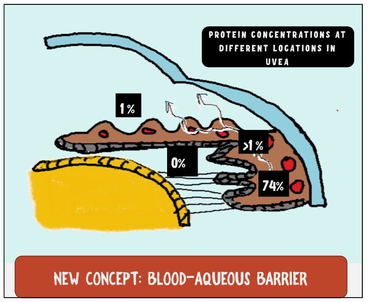 iamge showimg the new concept about the blood aqueous barrier