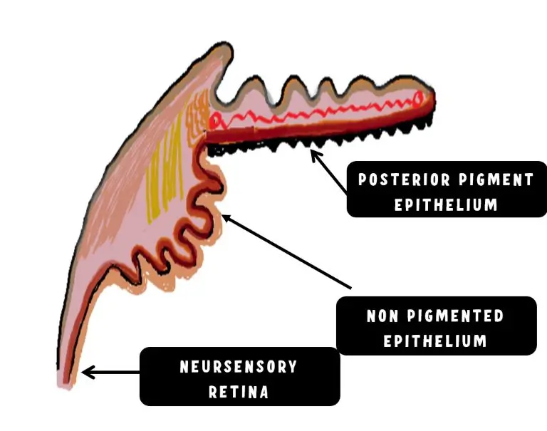 non pigmented epithelium of ciliary body continues with neurosensory retina