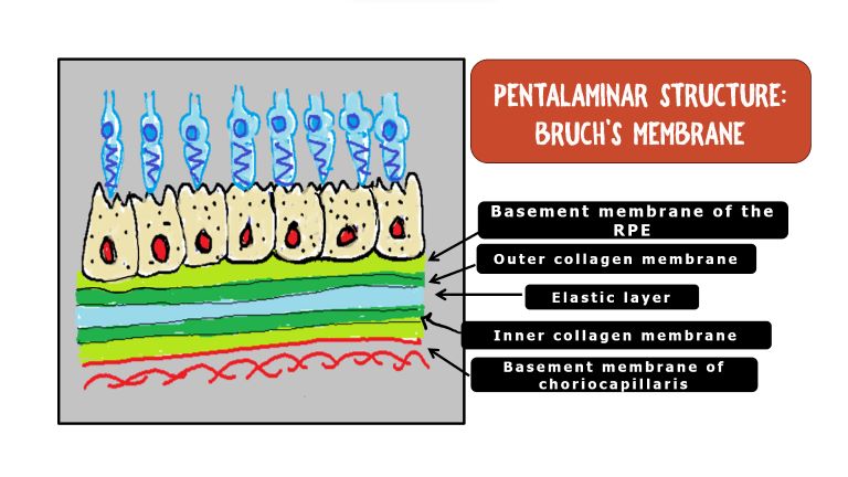 Anatomy of Bruchs Membrane