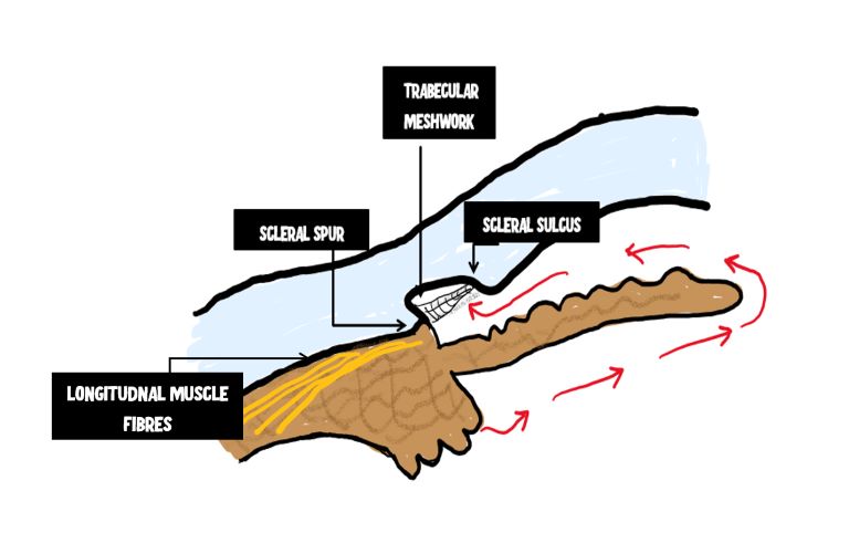 image depicting teh role of longitudnal muscle fibres in drainage of aqeuous humor. The longitudnal muscle fibres of the ciliary body are attached to the scleral spur