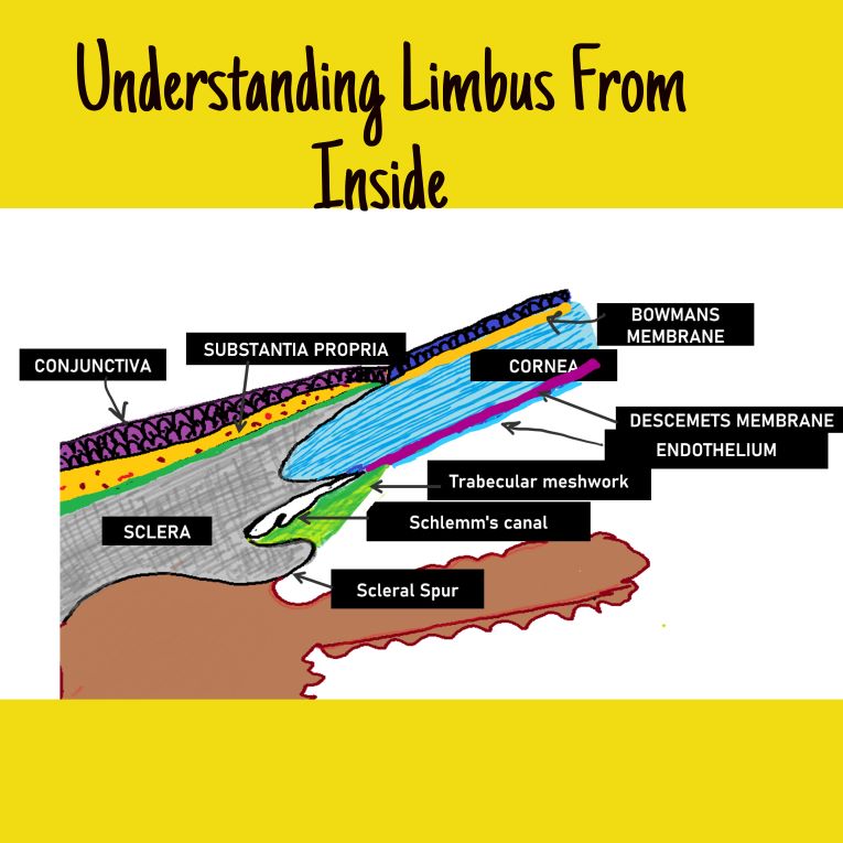 Diagram depicting the limbal structures in the human eye