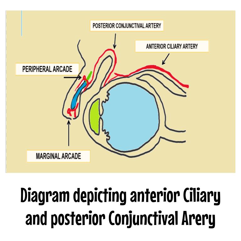 diagram depicting posterior conjunctival artery and anterior ciliary artery