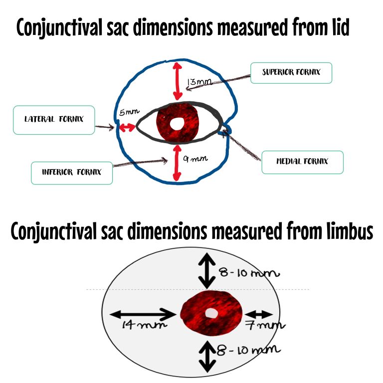 diagram depicting the dimensions of the conjunctival sac