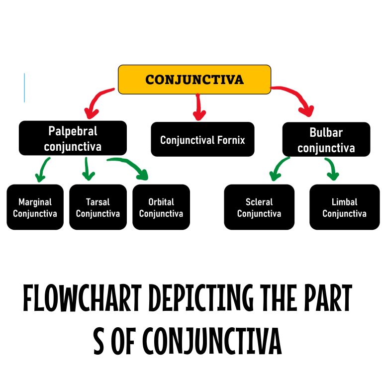 Flow shoeing that various parts of the conjunctiva