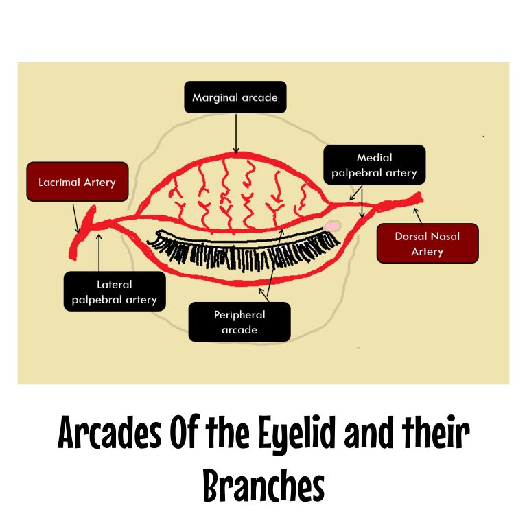 diagram depicting peripheral and marginal arcades of eye