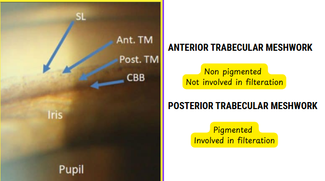 Gonioscopic image of the iridocorneal angle showing non-pigmented anterior trabecular meshwork not involved in aqueous filtration, and pigmented posterior trabecular meshwork actively participating in aqueous humor drainage.