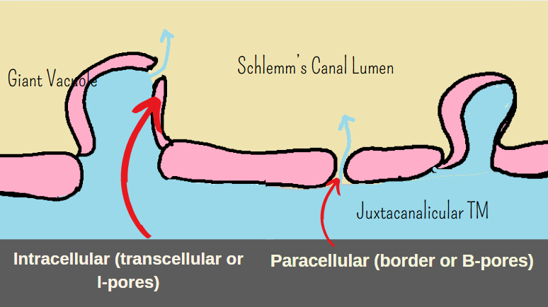 Labeled diagram showing the location and structural difference between I-pore (intracellular pore) and B-pore (border pore) in the endothelial lining of Schlemm’s canal for aqueous humor outflow.