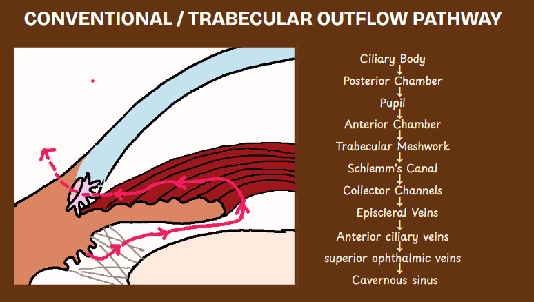 Flowchart diagram of conventional aqueous humor outflow showing direction from ciliary body to cavernous sinus via Schlemm’s canal and episcleral veins"