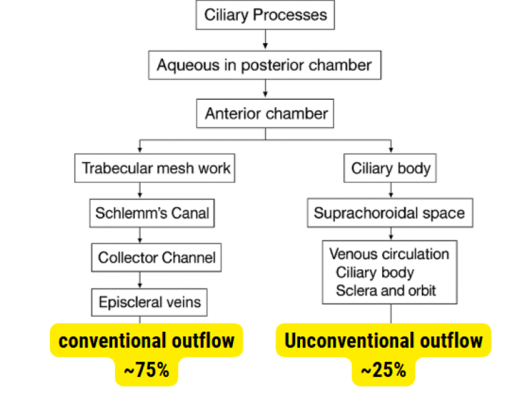 Diagram summarizing conventional and uveoscleral aqueous humor outflow pathways in the human eye with flowcharts