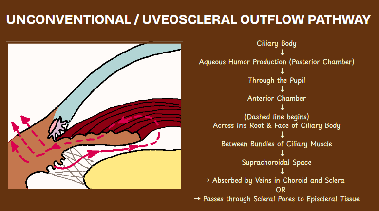 Diagram showing unconventional uveoscleral aqueous humor outflow pathway through ciliary muscle into suprachoroidal space and scleral veins
